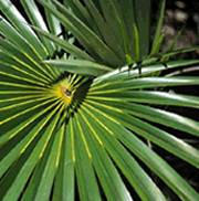 Saw Palmetto Benefits