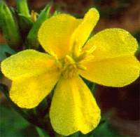 Evening Primrose Benefits