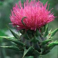 Benefits of Milk Thistle