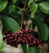 Benefits of Elderberry